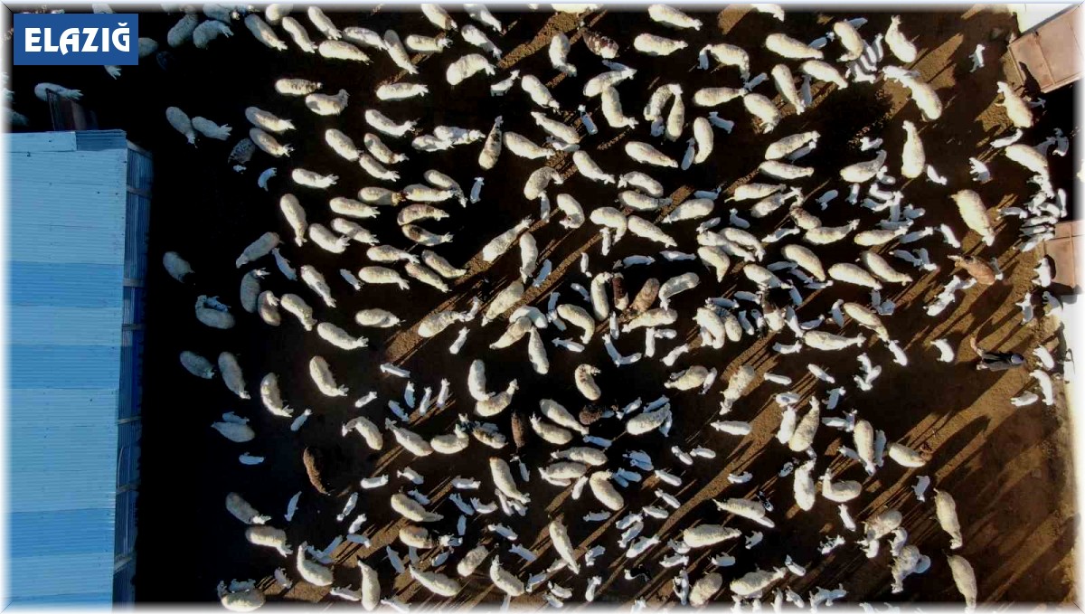 Elazığ'da koyun ve kuzuların coşkulu buluşması