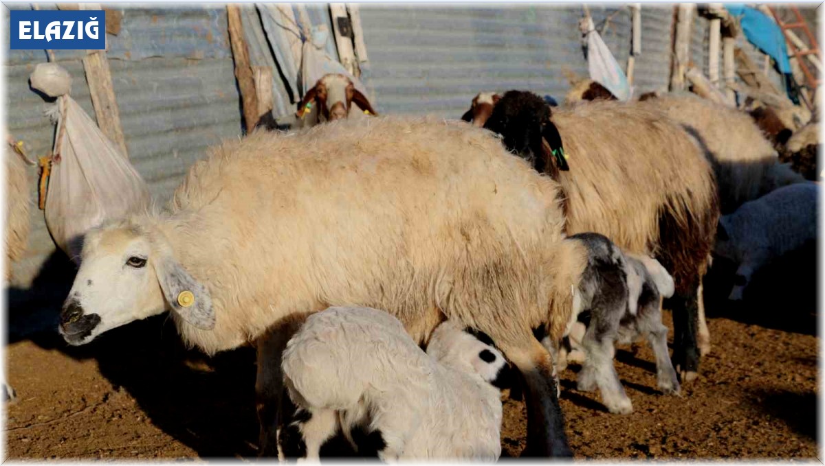 Elazığ'da koyun ve kuzuların renkli buluşması