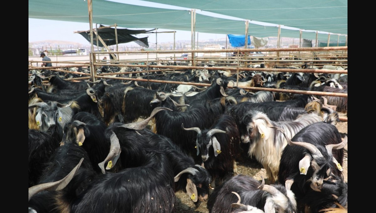 Elazığ'da kurban kesim alanları açıklandı