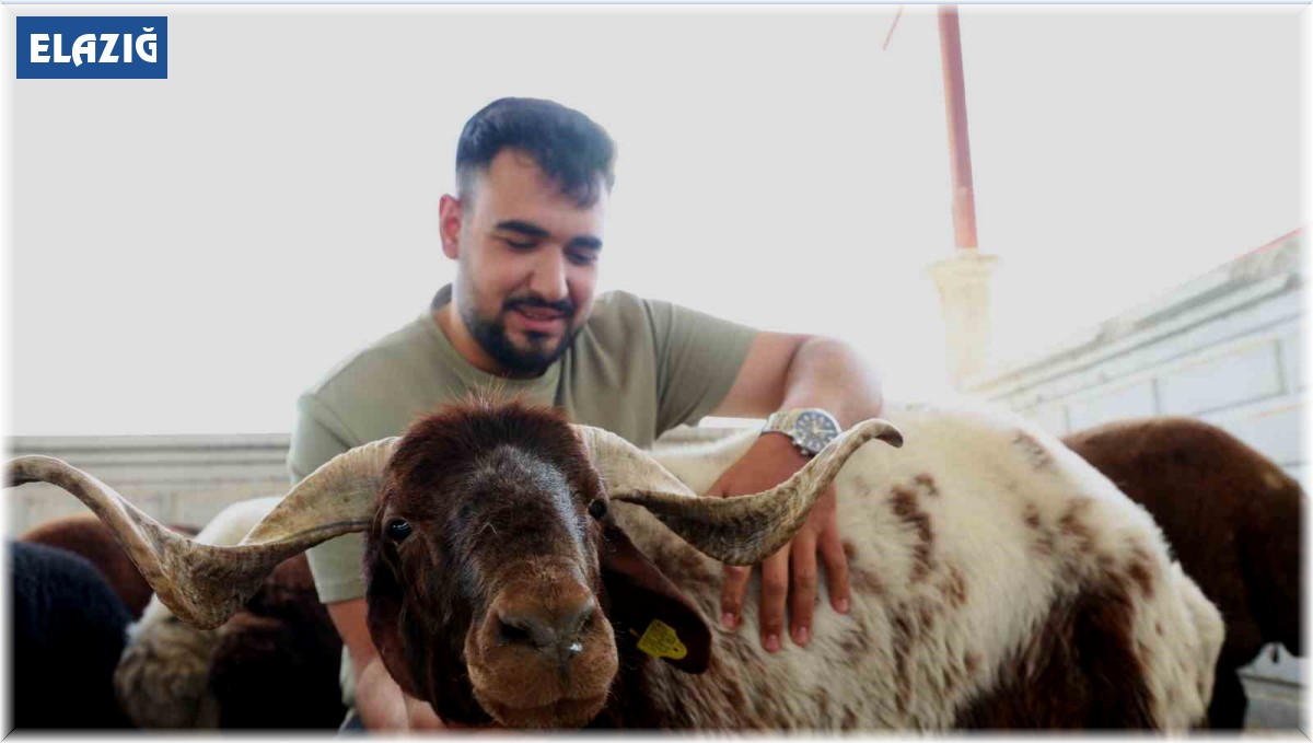 Elazığ'da kurbanlıklar görücüye çıktı