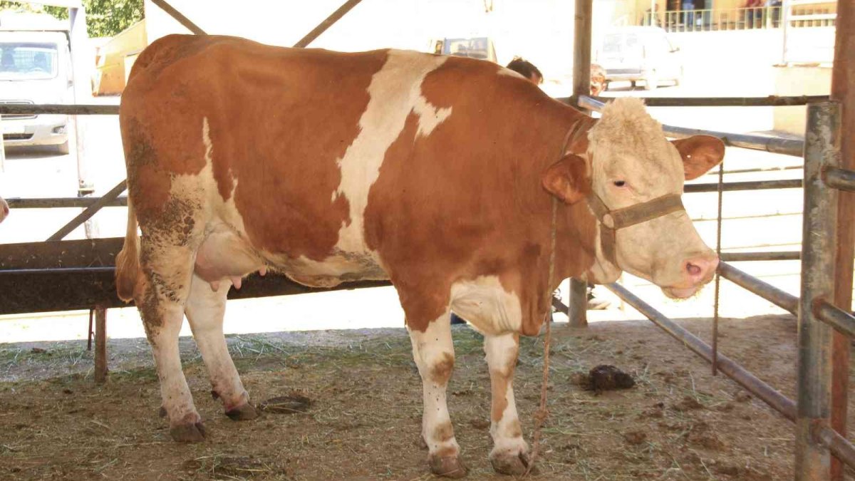 Elazığ'da kurbanlıklar pazara indi