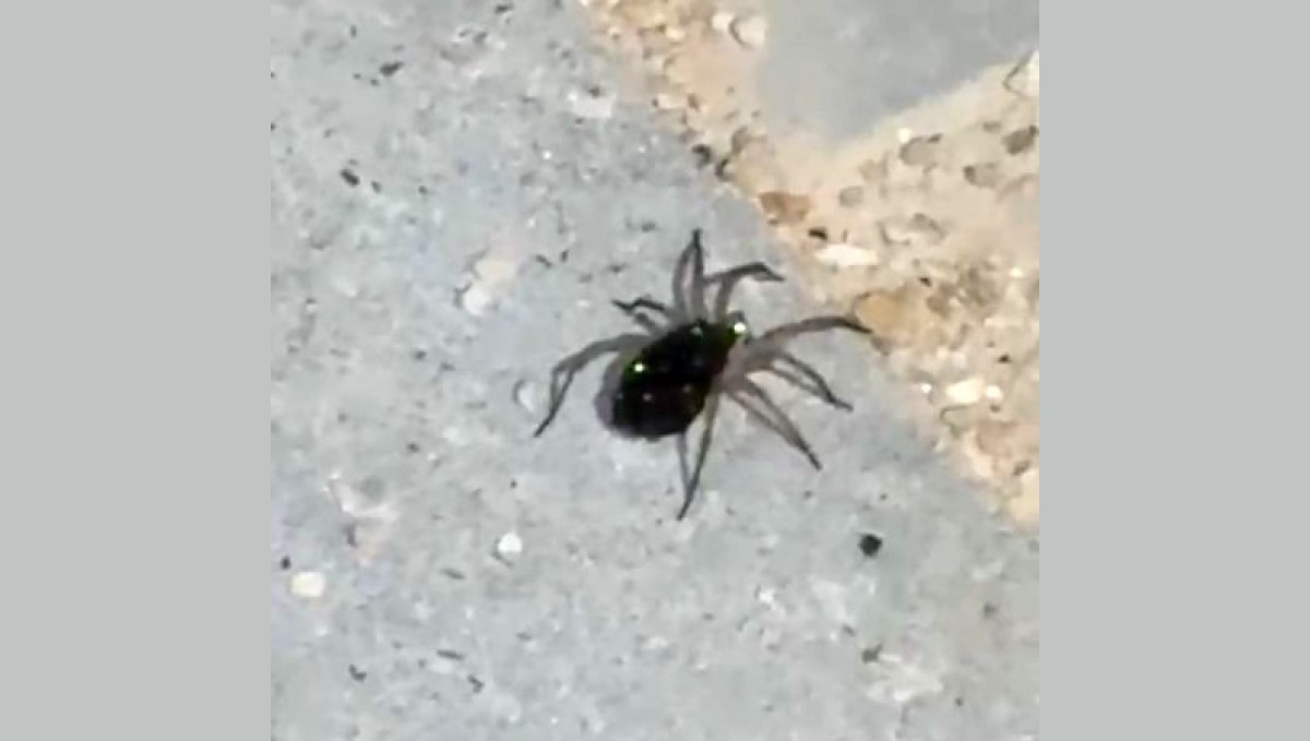 Elazığ'da kurt örümceği görüntülendi