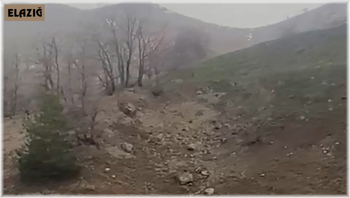 Elazığ'da kurt sürüsü görüntülendi