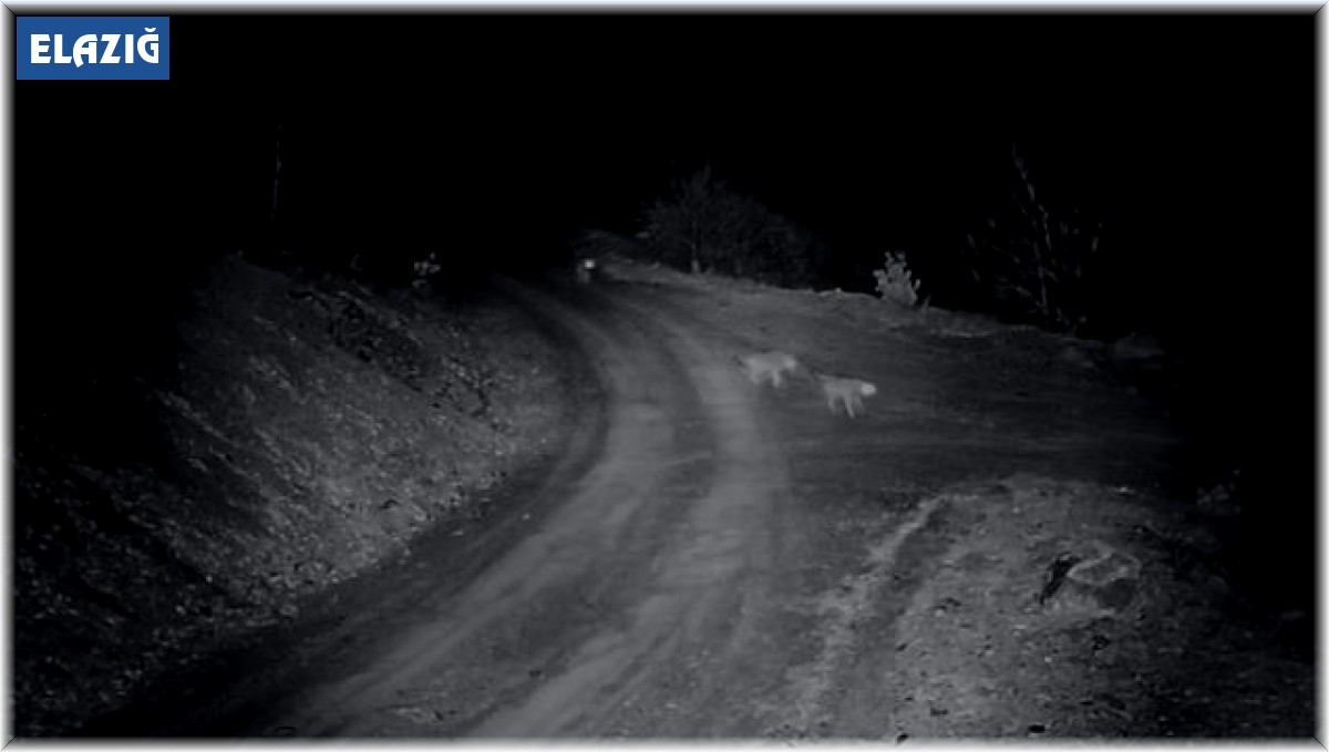 Elazığ'da kurt sürüsü köye indi