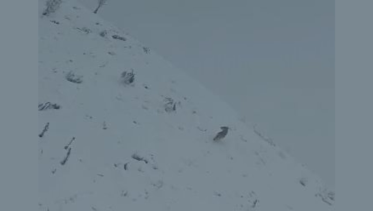 Elazığ'da kurt sürüsü köye indi