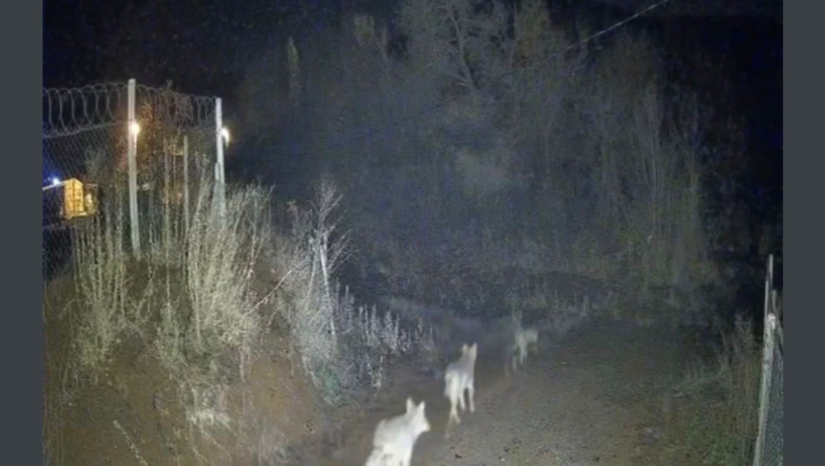 Elazığ'da kurtlar sürü halinde görüldü
