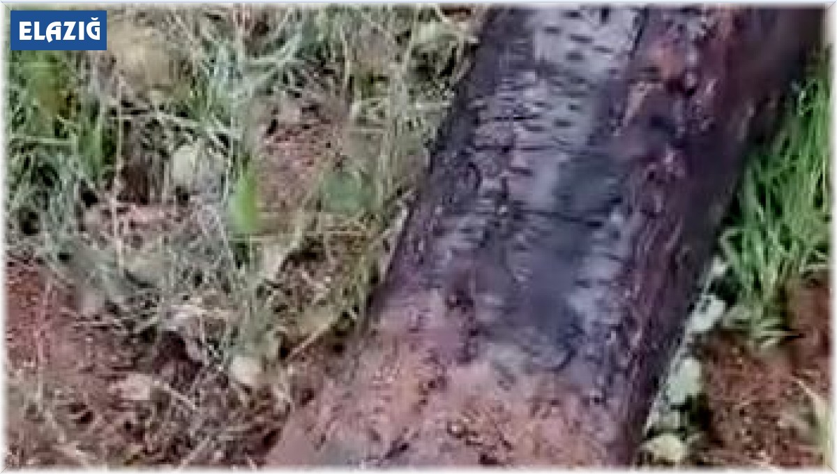 Elazığ'da kuvvetli fırtına ağaçları yerinden söktü