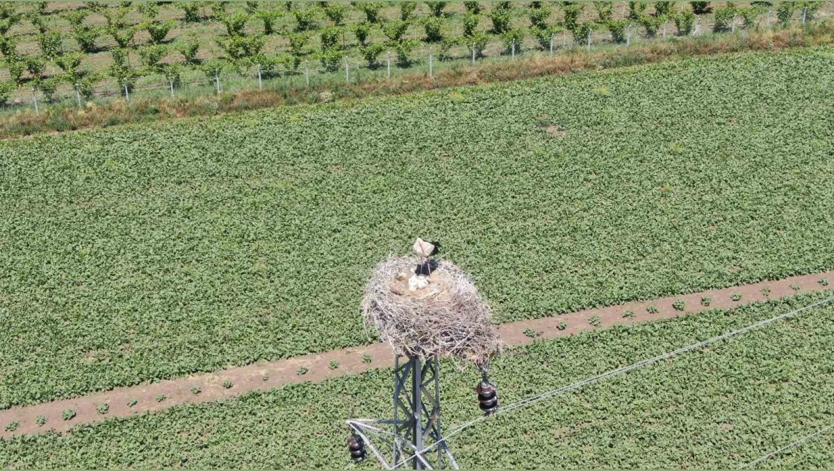 Elazığ'da 'leylekli köy' misafirlerini ağırlamaya devam ediyor