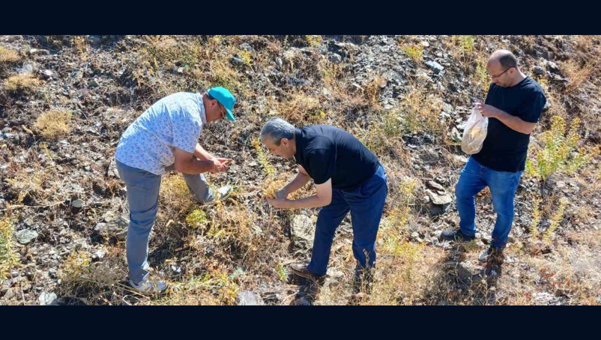 Elazığ'da maden çayı tohumu toplama çalışması