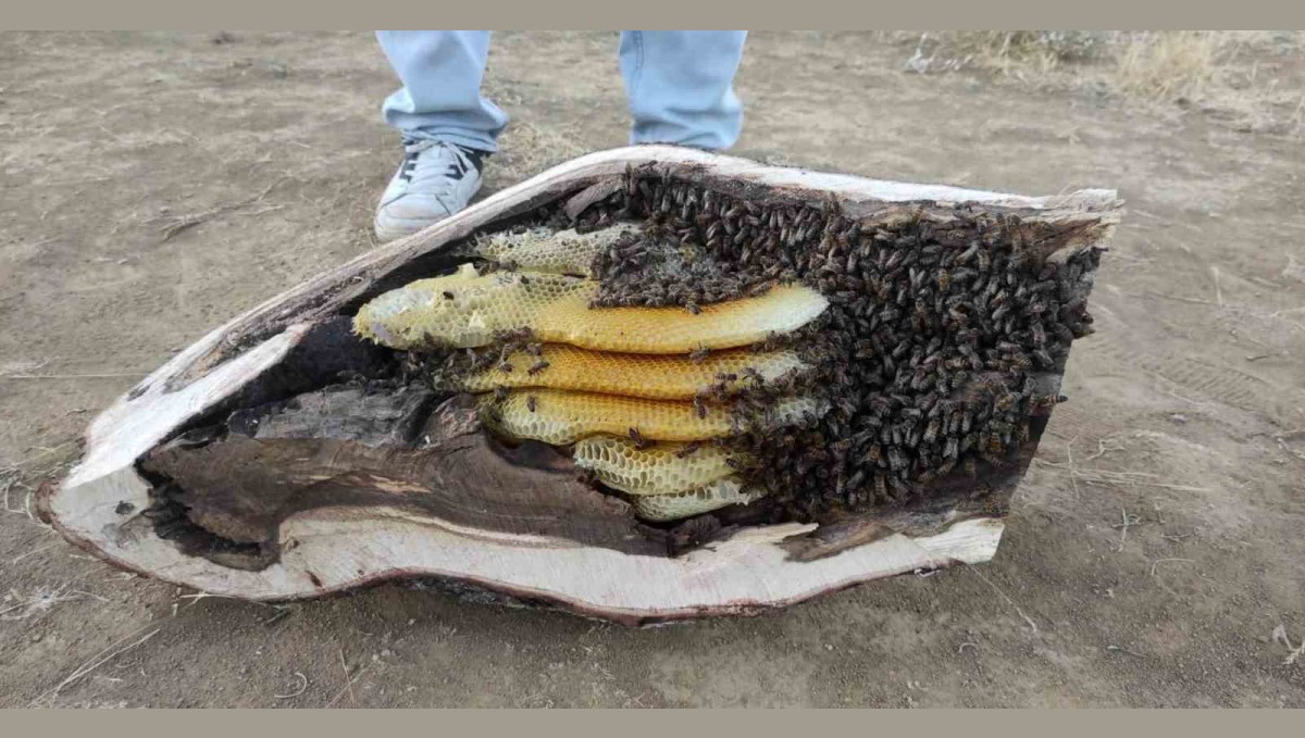 Elazığ'da mağara ve ağaç kovuğundan kilo kilo organik bal çıktı