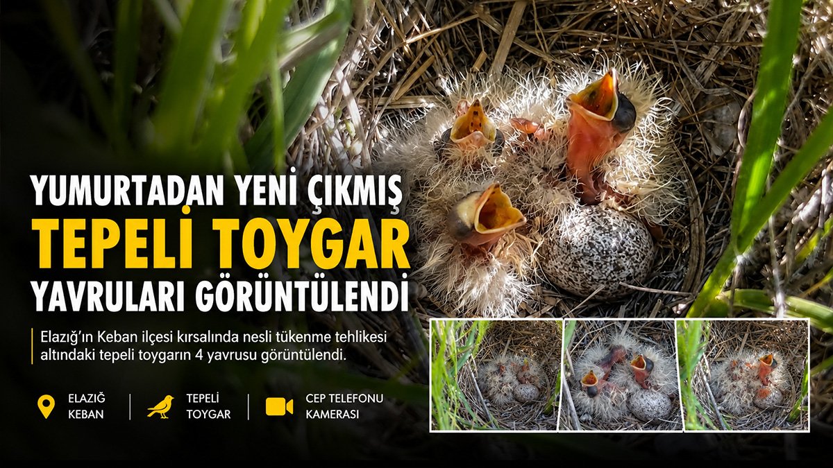 Elazığ'da mantar ararken yumurtadan yeni çıkan tepeli toygar yavruları buldular
