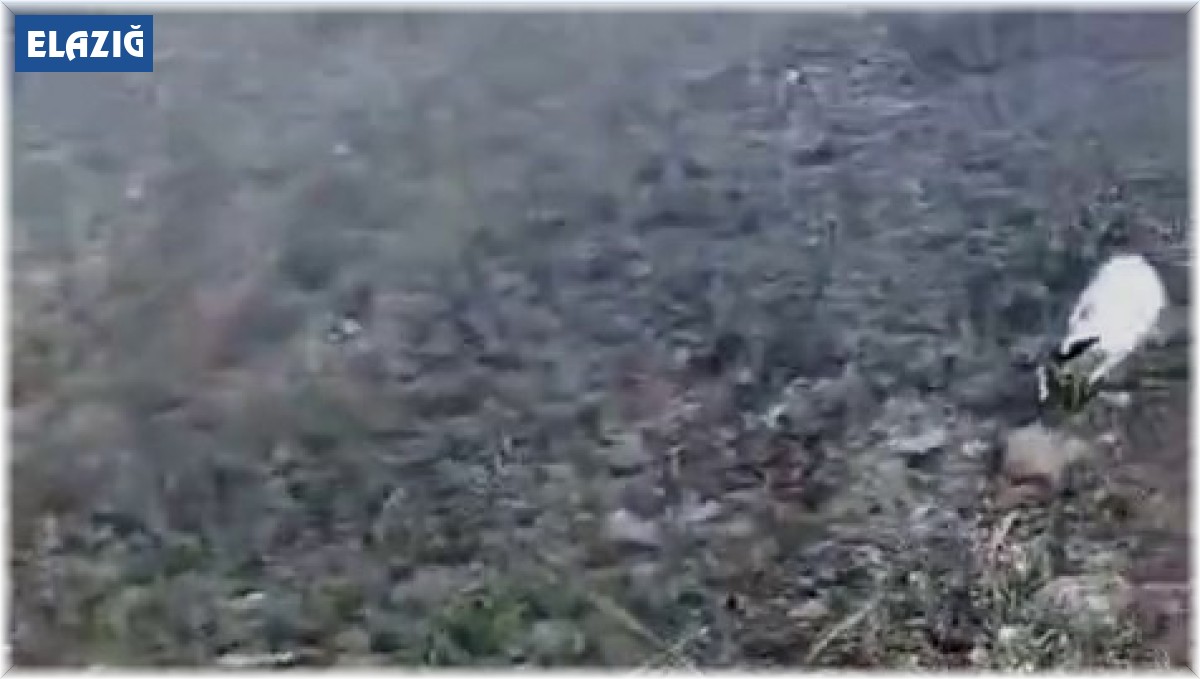 Elazığ'da martı ölümlerinin nedeni ortaya çıktı: NDV tespit edildi