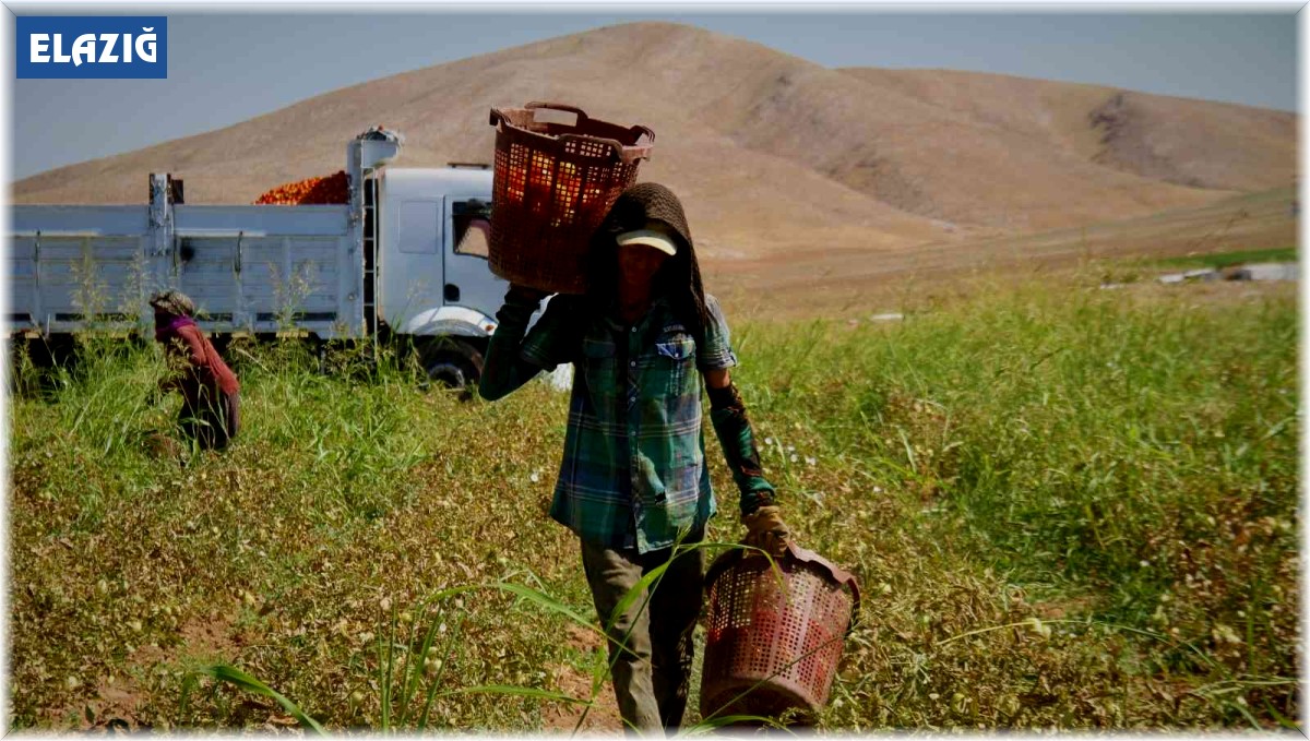 Elazığ'da mevsimlik işçilerin mesaisi devam ediyor