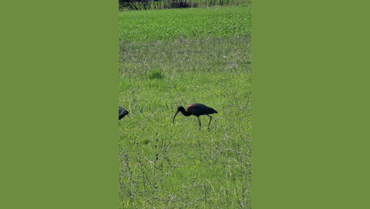 Elazığ'da nesli azalan çeltikçi kuşları görüntülendi