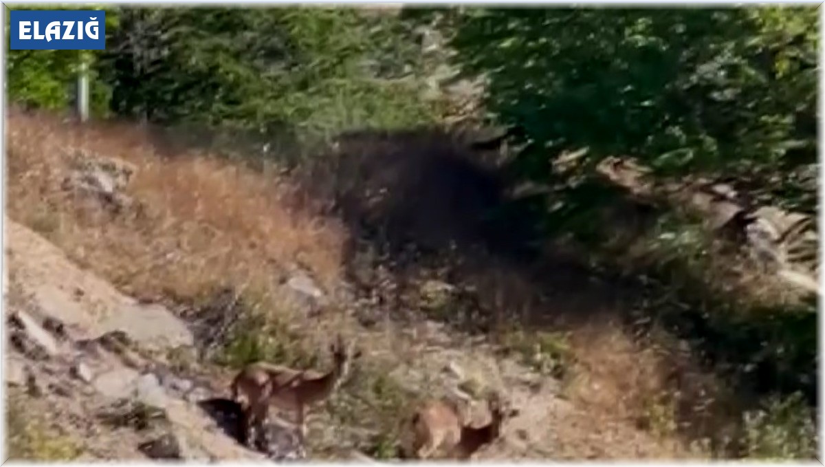 Elazığ'da nesli tükenme tehlikesi altında olan dağ keçileri görüldü