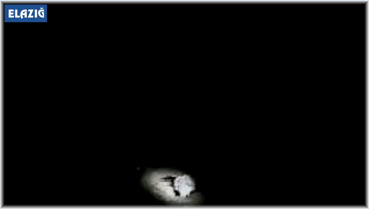 Elazığ'da nesli tükenme tehlikesi altında olan oklu kirpi görüntülendi