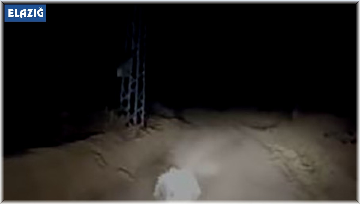 Elazığ'da nesli tükenme tehlikesi altında olan oklu kirpi görüntülendi