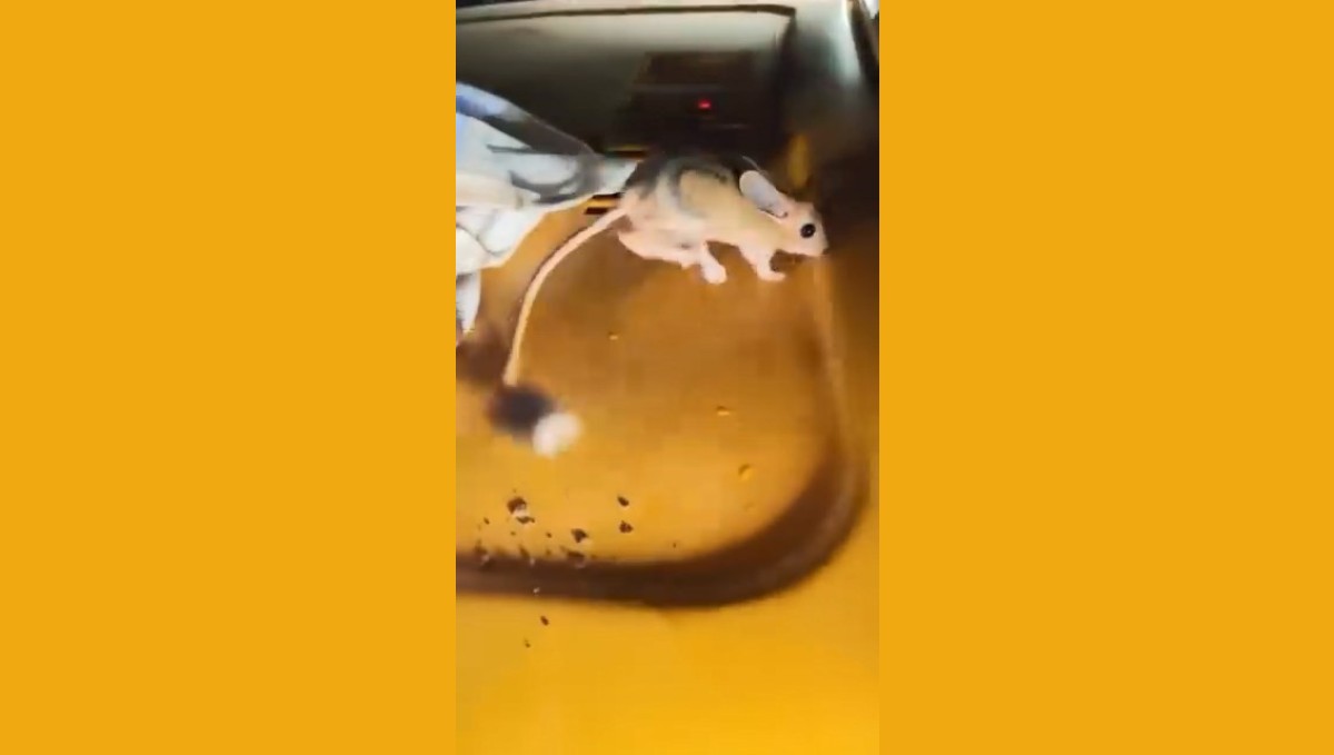 Elazığ'da nesli tükenmekte olan Arap tavşanı görüldü