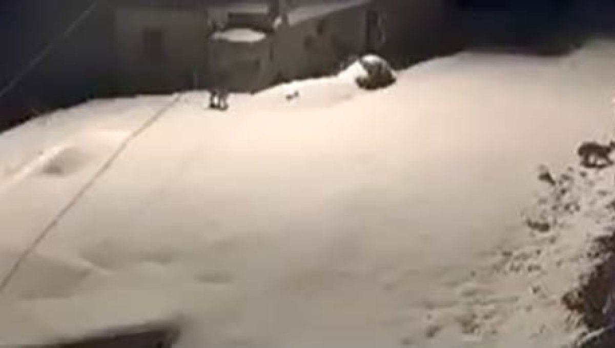 Elazığ'da nesli tükenmekte olan vaşak ailesi görüldü