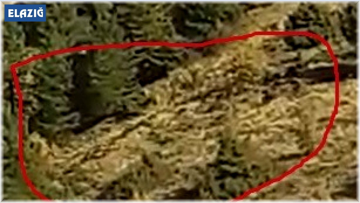 Elazığ'da onlarca yaban domuzu cep telefonuyla görüntülendi