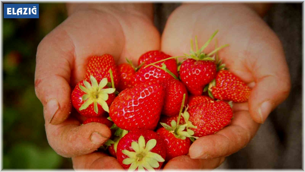 Elazığ'da örtü altı çileğin ilk hasadı gerçekleşti
