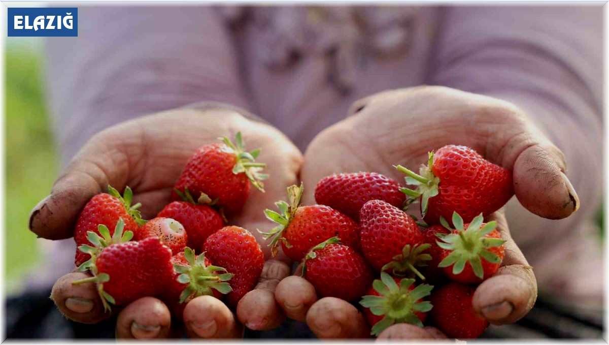 Elazığ'da örtü altı çilekte ilk hasat