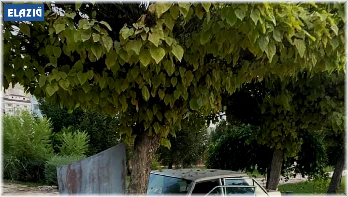 Elazığ'da otomobil ağaca çarptı: 1 yaralı