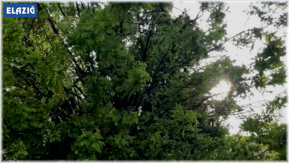 Elazığ'da otomobil ağaca çarptı: 3 yaralı