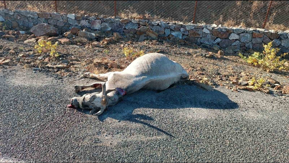 Elazığ'da otomobilin çarptığı at telef oldu