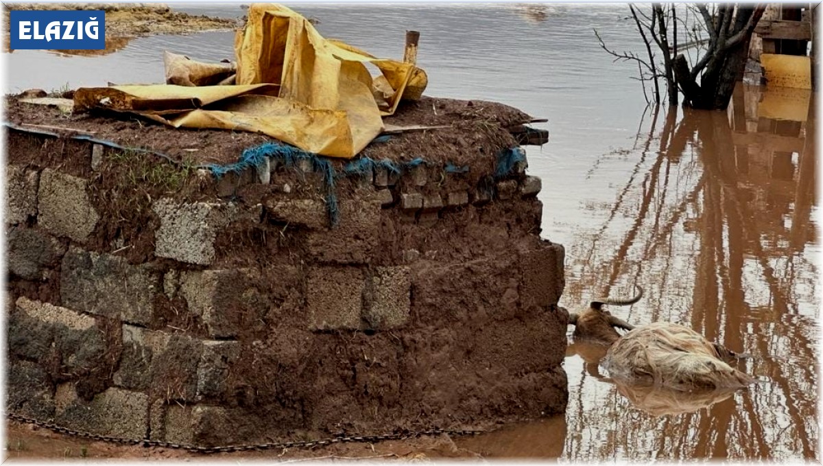 Elazığ'da sağanak yağışın vurduğu beldede hayvanlar telef oldu