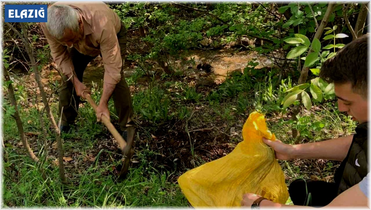 Elazığ'da salep soğanı toplamak pahalıya patladı: 775 bin lira ceza aldılar