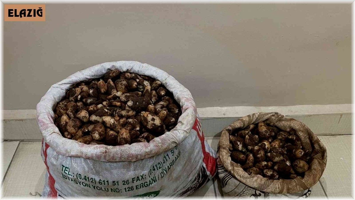 Elazığ'da salep soğanı toplayan 4 kişiye 436 bin lira para cezası