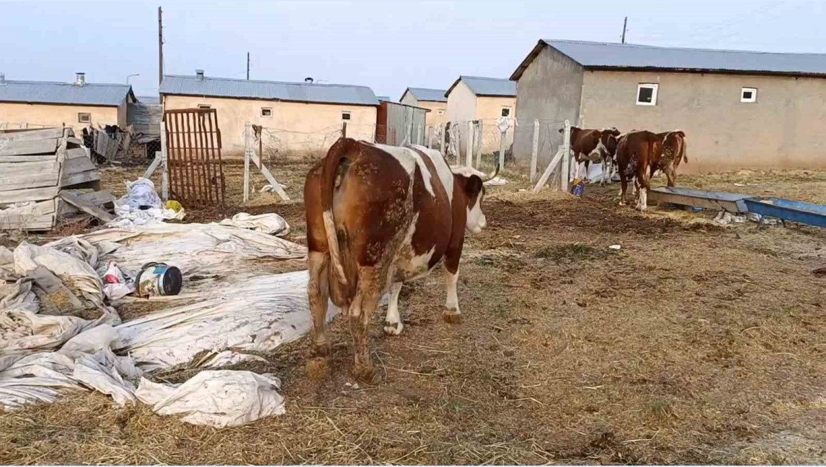 Elazığ'da şap hastalığı ve ölümler üreticiyi zorluyor