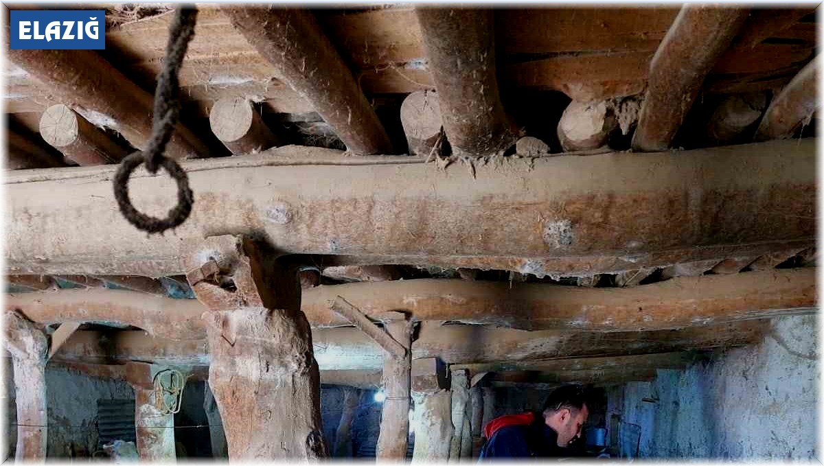 Elazığ'da şap hastalığına karşı 59 bin 800 hayvan aşılandı