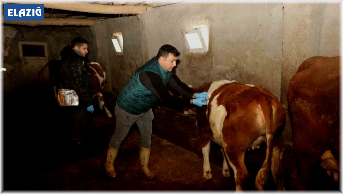 Elazığ'da şap hastalığına karşı aşılama çalışmaları devam ediyor