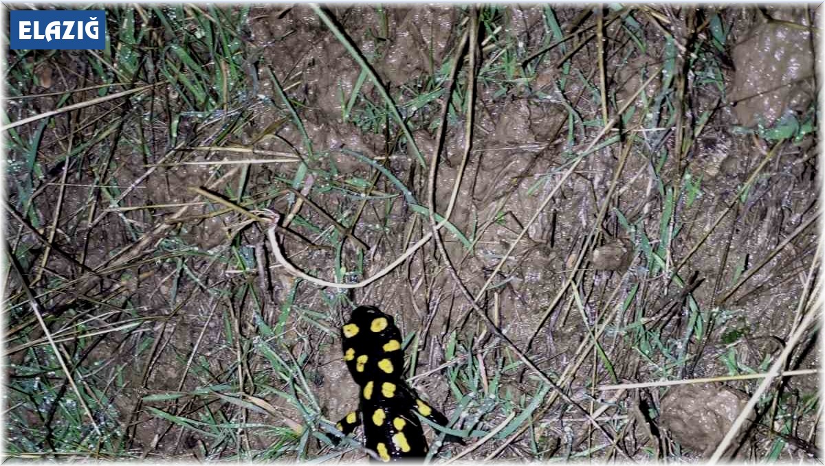 Elazığ'da 'sarı benekli semender' görüldü