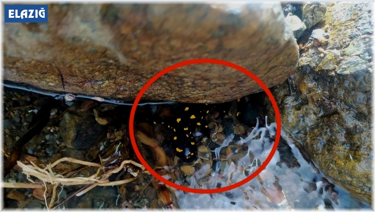 Elazığ'da 'sarı benekli semender' görüldü