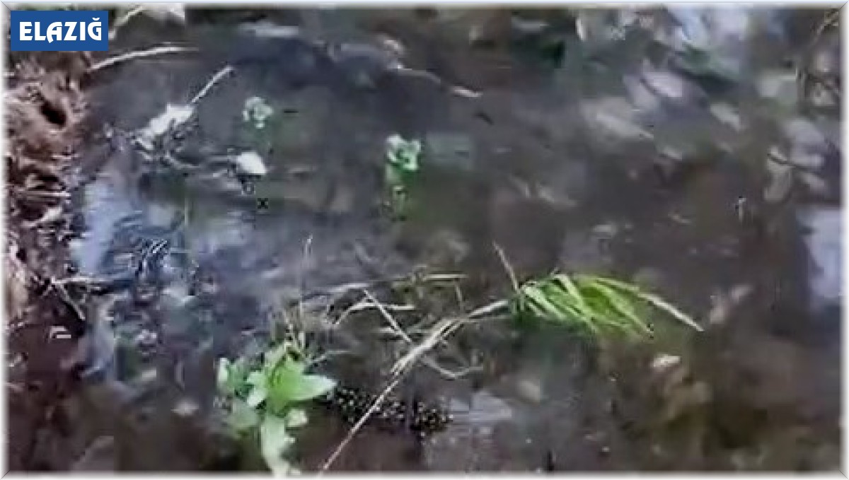 Elazığ'da 'sarı benekli semender' görüldü