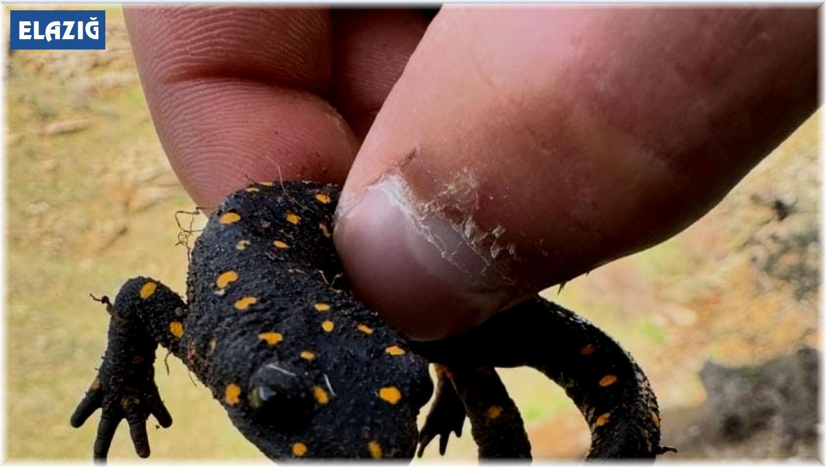 Elazığ'da 'sarı benekli semender' görüldü