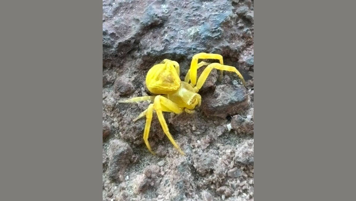 Elazığ'da Sarı Yengeç örümceği görüldü