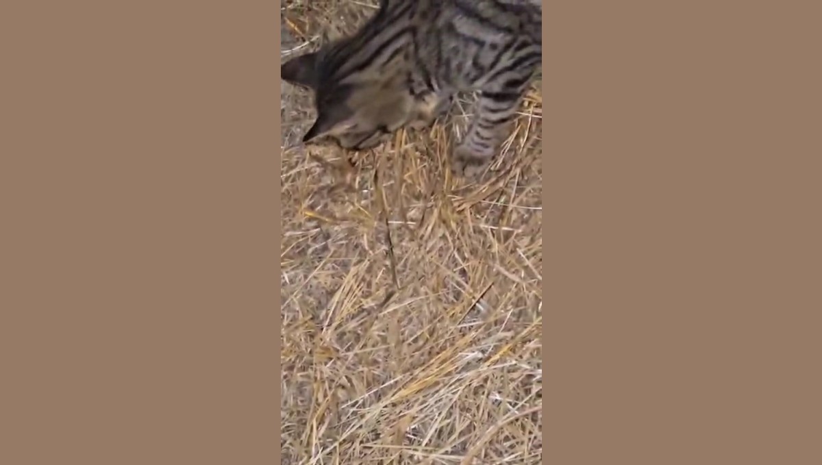 Elazığ'da sarıkız örümceği ile kedinin mücadelesi kamerada