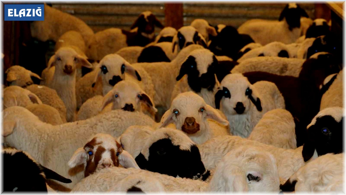 Elazığ'da SAT-2 tipi şap virüsü alarmı