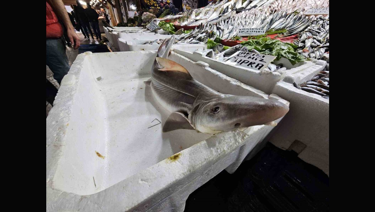 Elazığ'da satışa çıkarılan köpek balığı ilgi odağı oldu