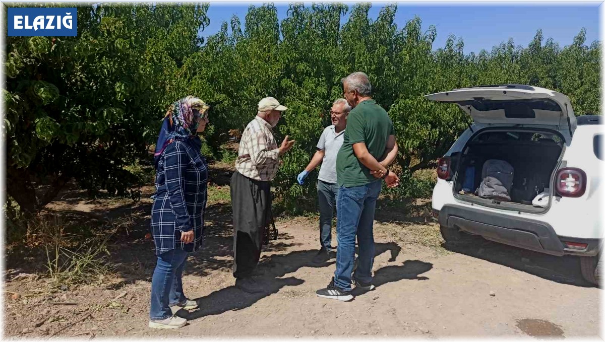 Elazığ'da şeftali bahçelerinde zararlı kontrolleri devam ediyor