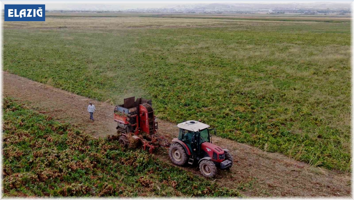 Elazığ'da şeker pancarı mesaisine başlayan çiftçiler fiyattan memnun