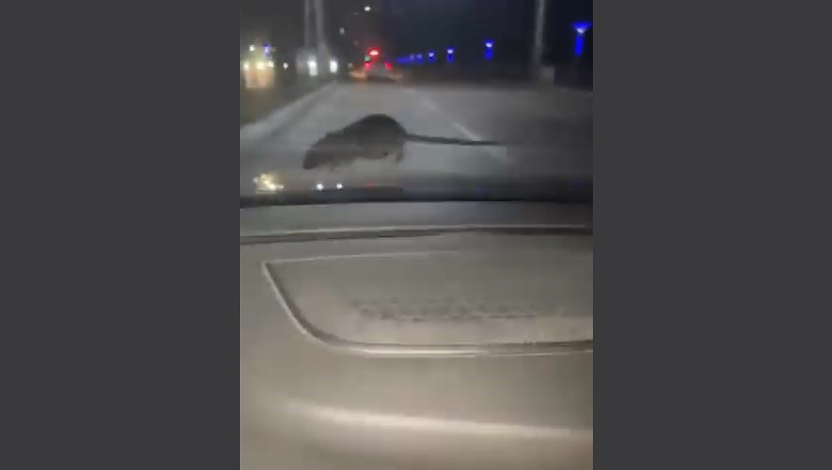 Elazığ'da seyir halindeki otomobilin ön camına 'fare' kondu