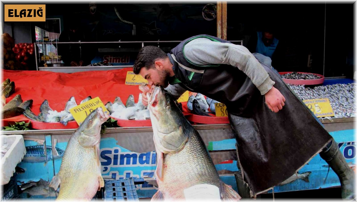 Elazığ'da sezonun son dev turna balığı yakalandı: Tam 103 kilogram