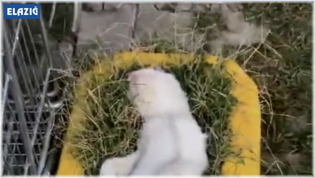 Elazığ'da sıcaktan bunalan kedinin serin yerde dinlendiği anlar güldürdü