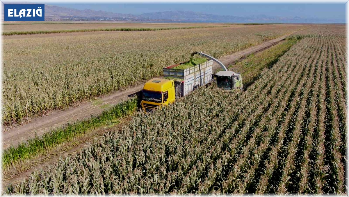 Elazığ'da silajlık mısır hasadı başladı