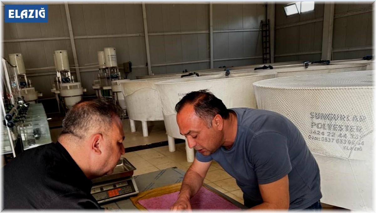 Elazığ'da siraz balığı üretim çalışmaları başladı